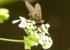 Parasyrphus punctulatus